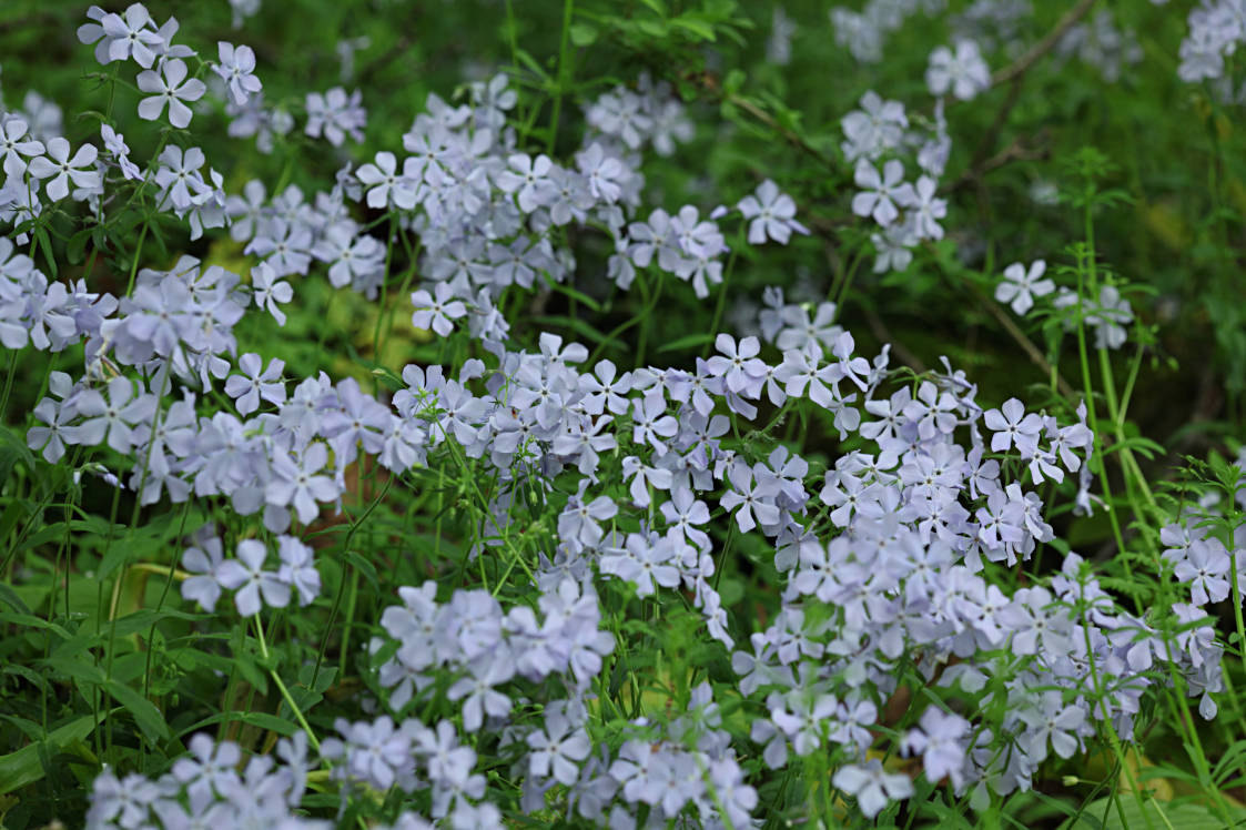 Forest Phlox