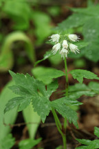 Eastern Waterleaf