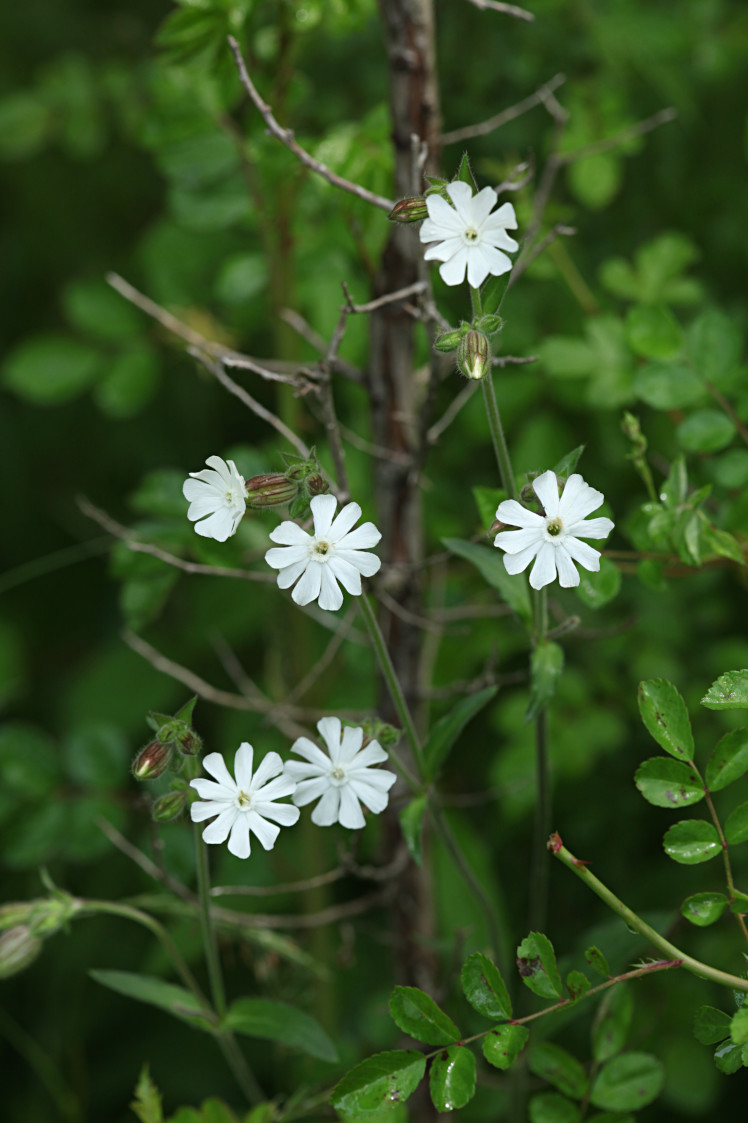 White Campion