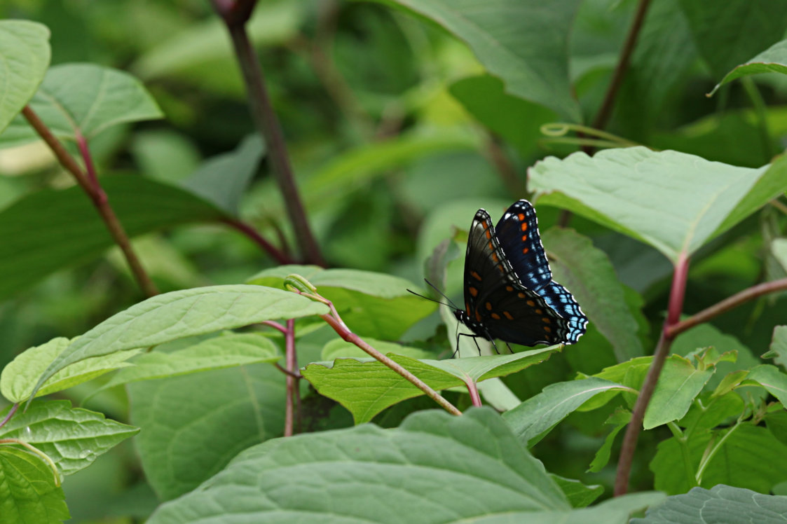 Red-Spotted Purple