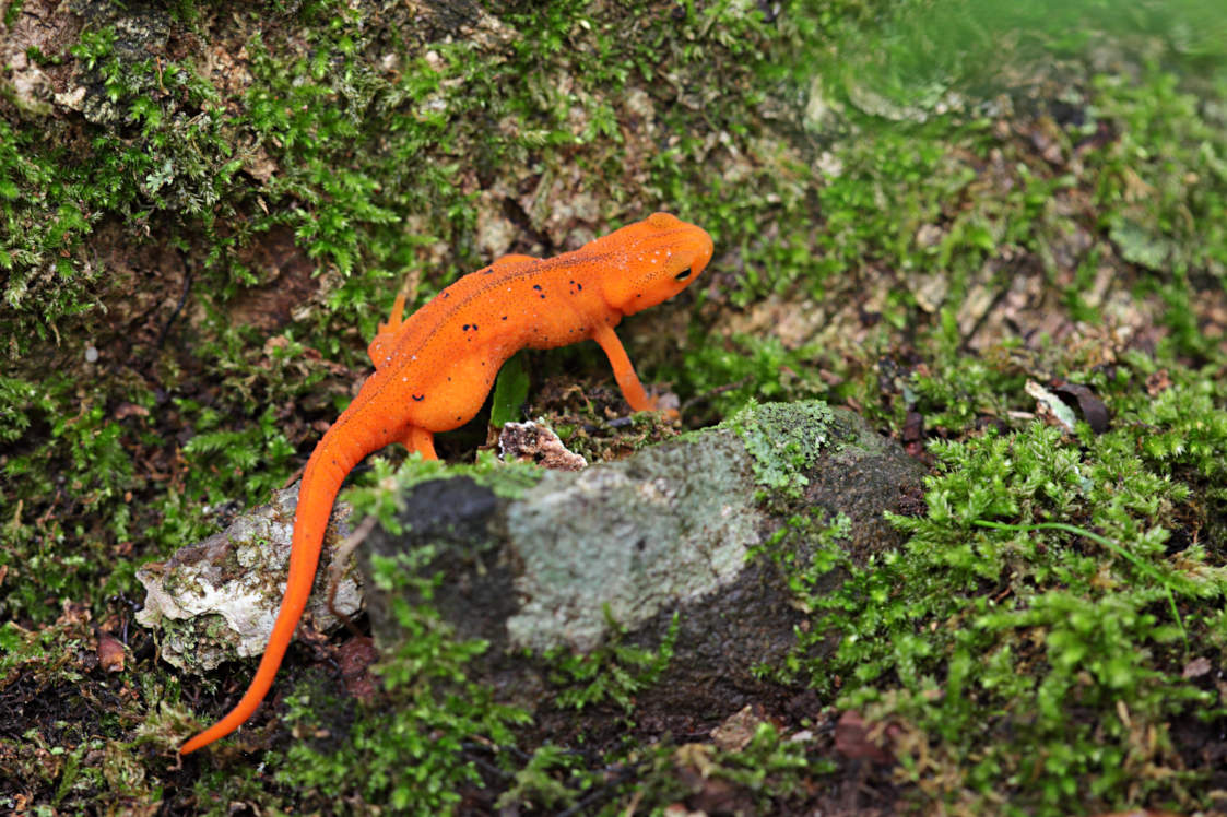 Red-Spotted Newt