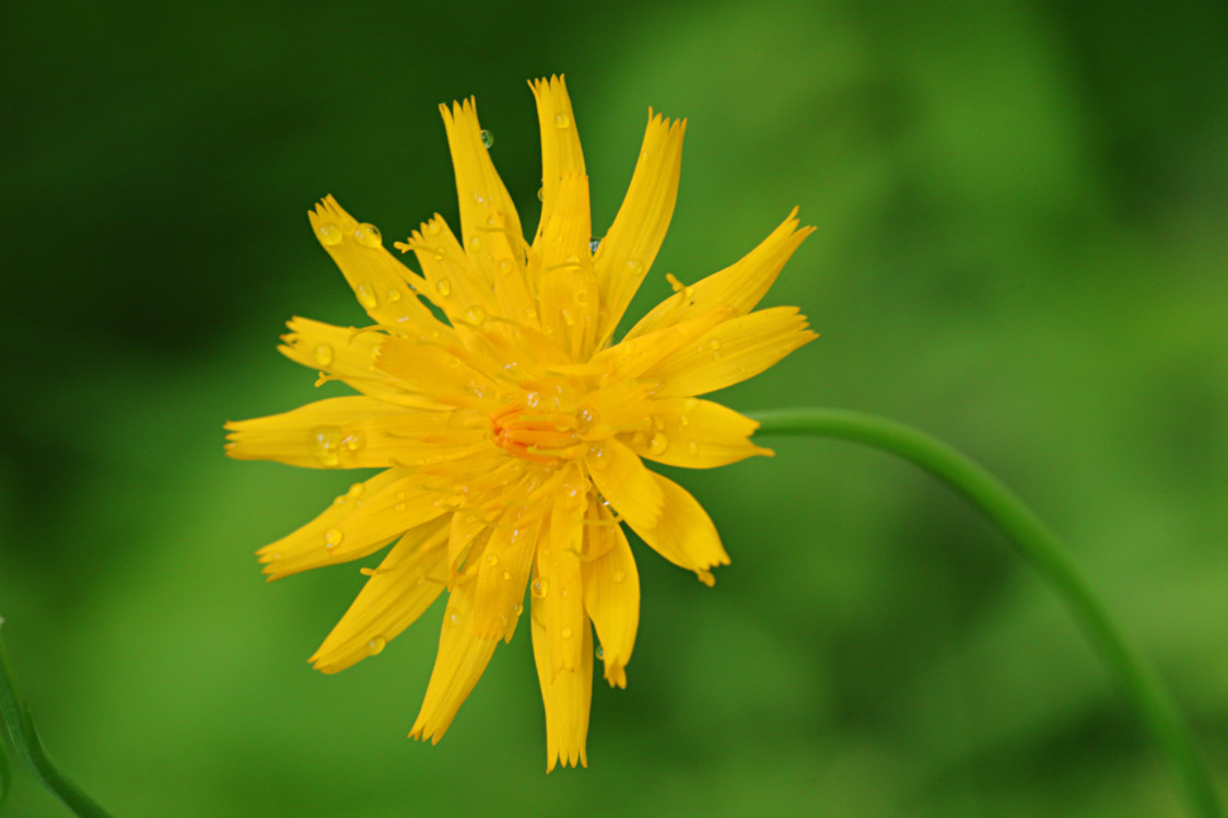 Canada Hawkweed