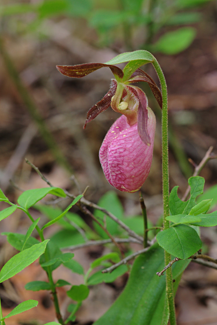 Pink Lady's Slipper