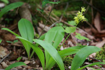 Corn Lily