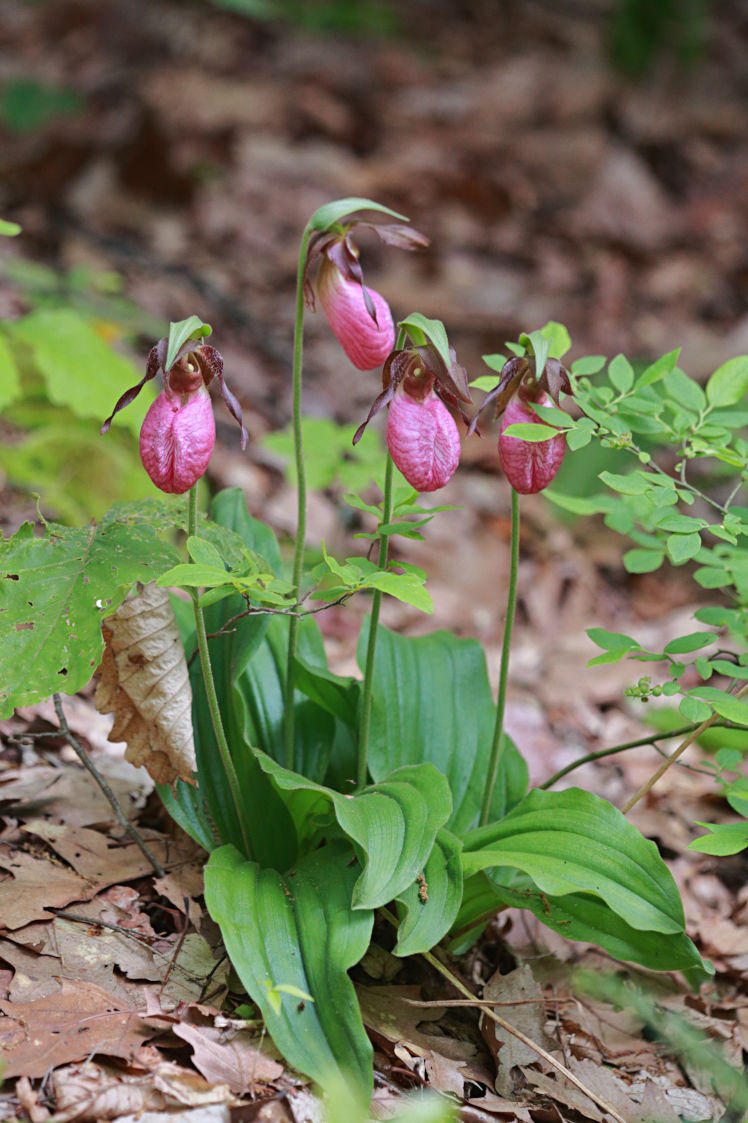 Pink Lady's Slipper