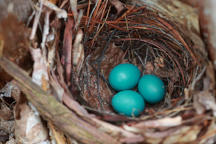 Robin Nest