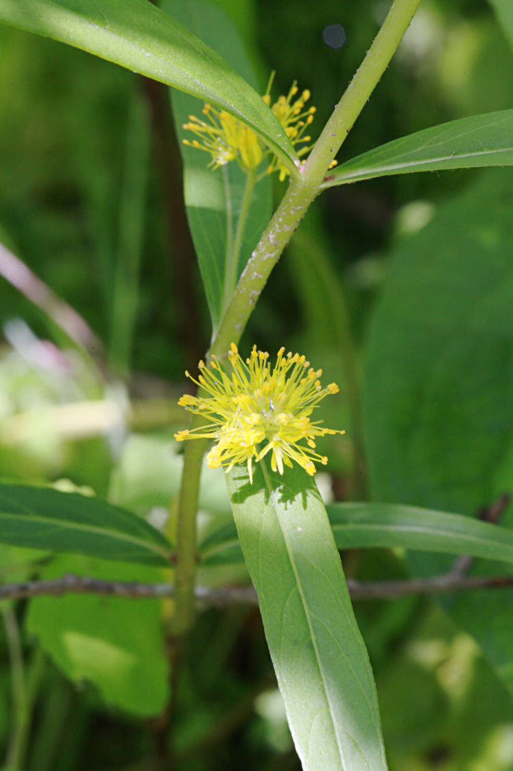 Swamp Loosestrife