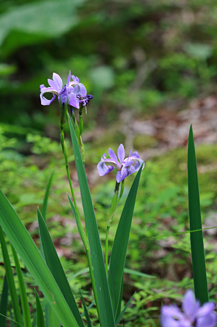 Northern Blue Iris