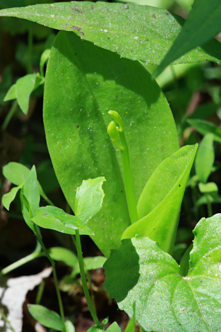 Loesel's Twayblade