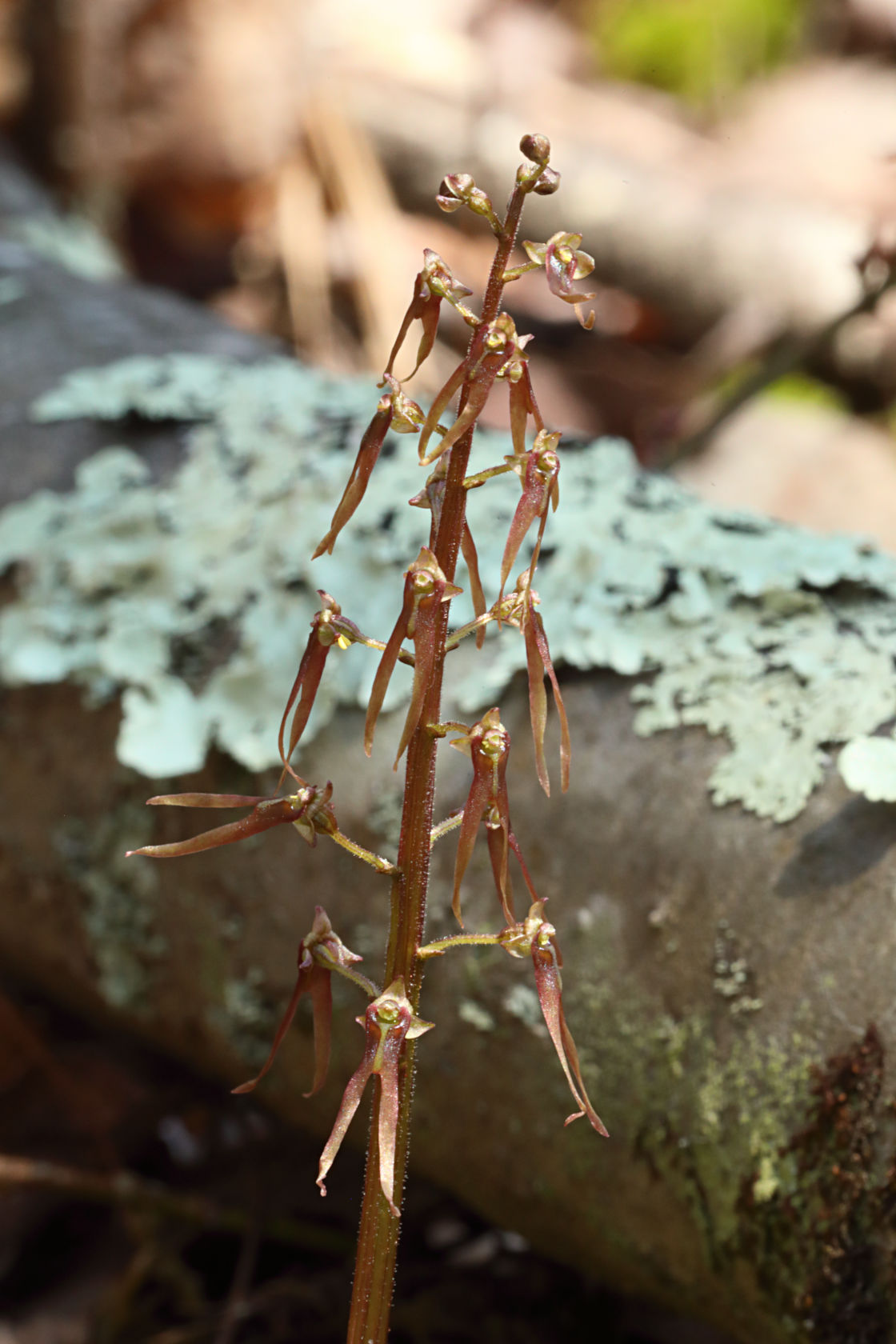 Southern Twayblade