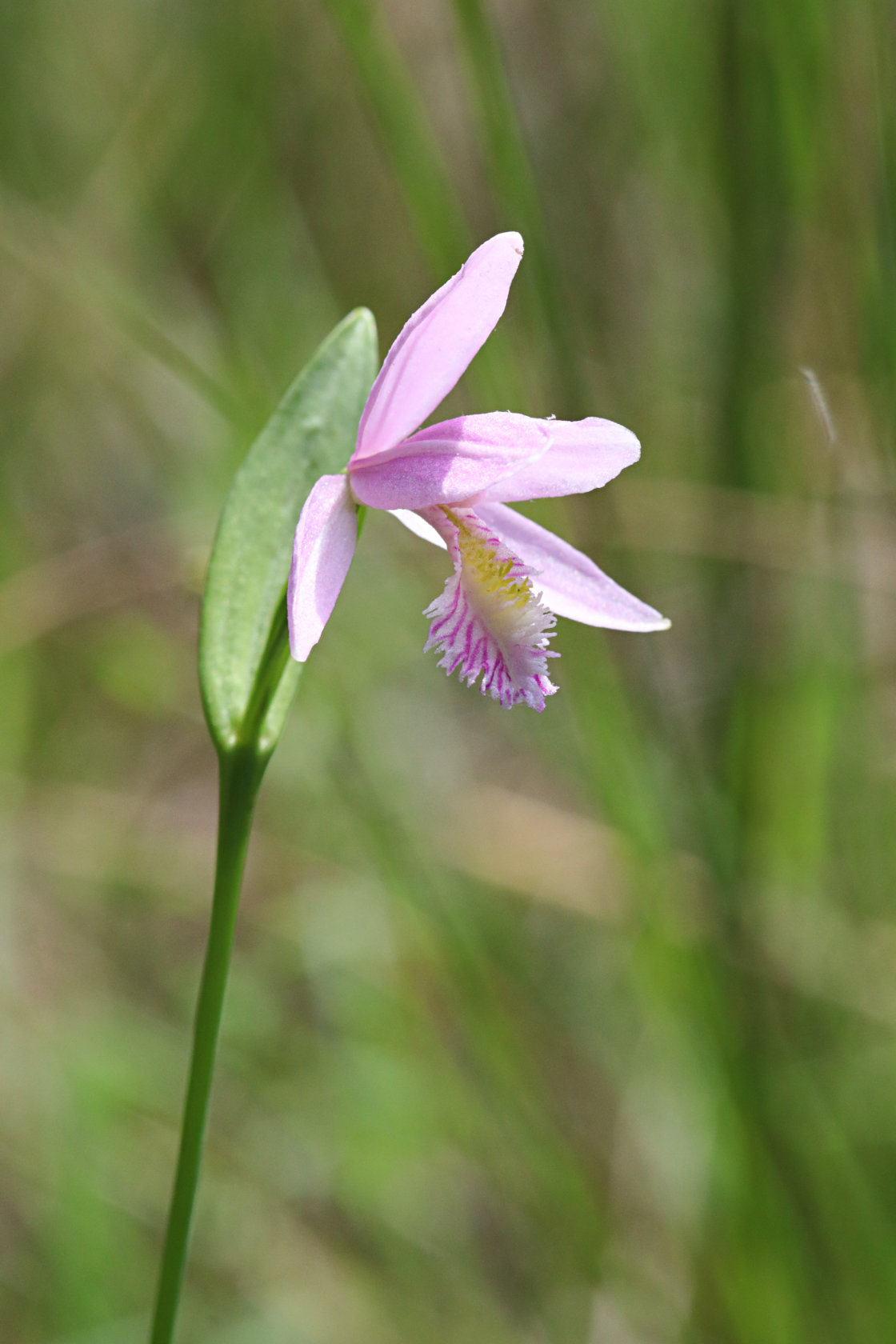 Rose Pogonia