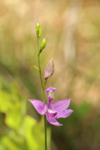 Common Grass Pink