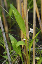 Lance-Leaved Violet