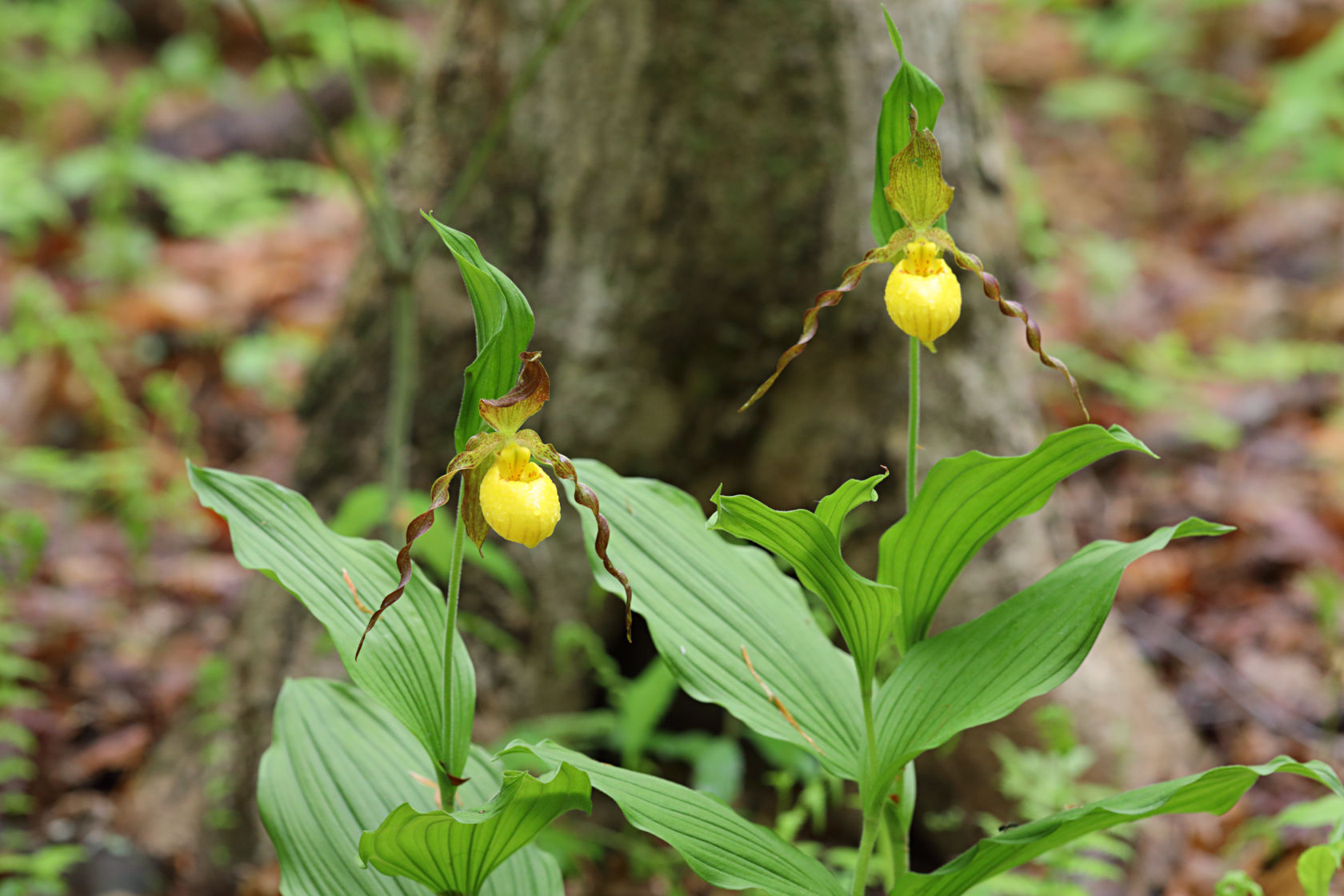 Large Yellow Lady's Slipper