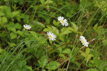 Ox-Eye Daisy