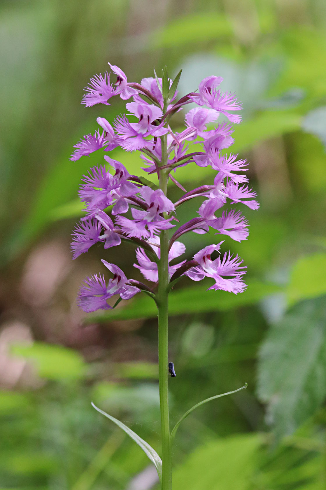 Large Purple Fringed Orchid