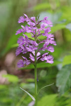 Large Purple Fringed Orchid