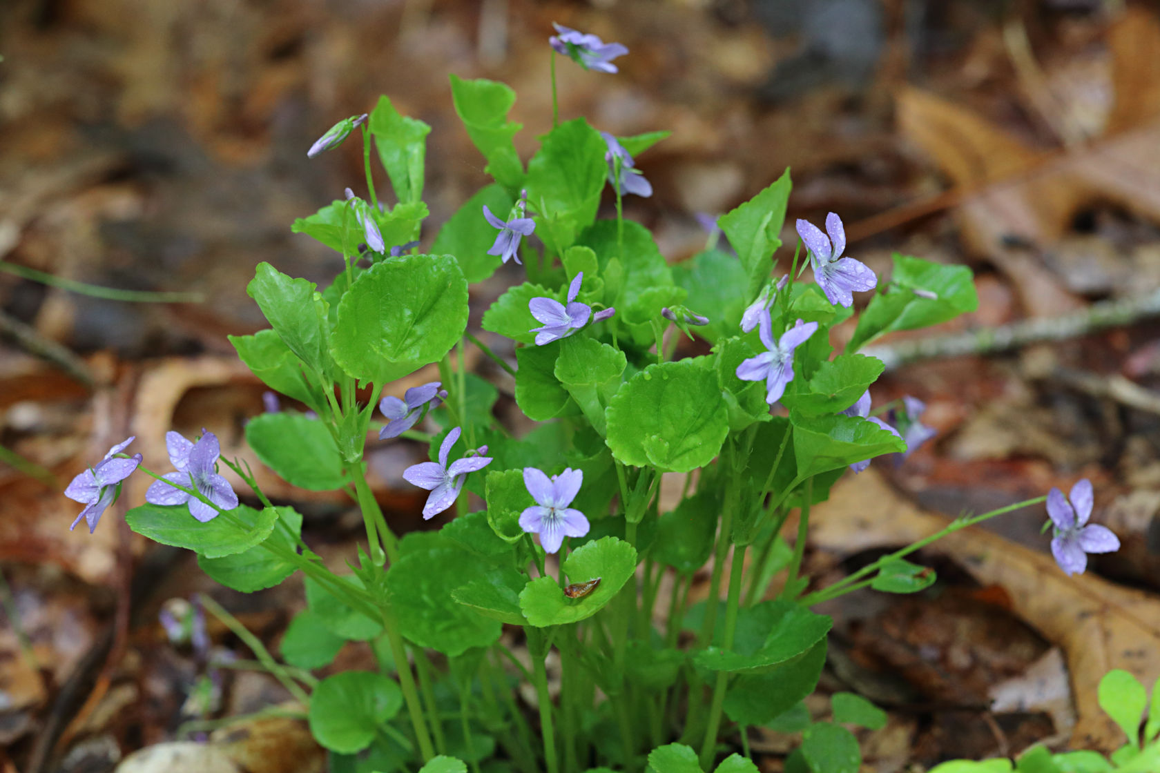 American Dog Violet