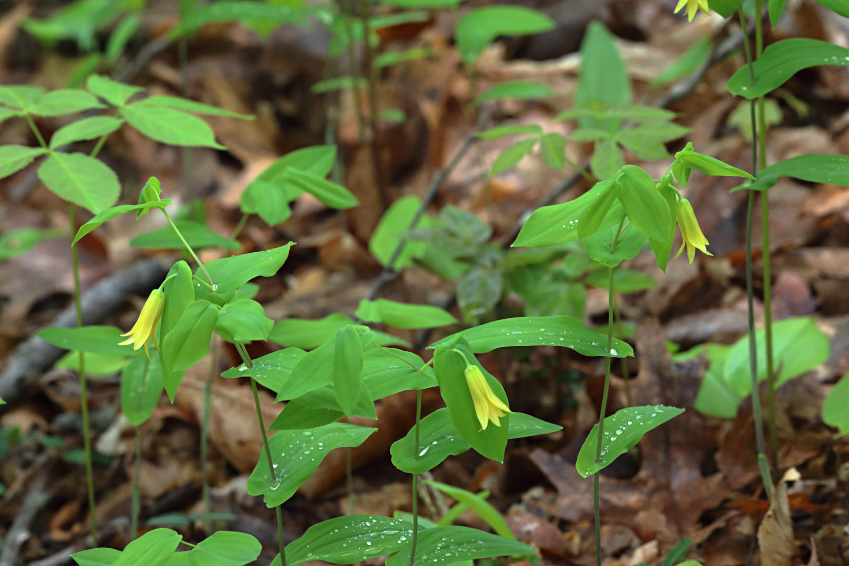 Perfoliate Bellwort