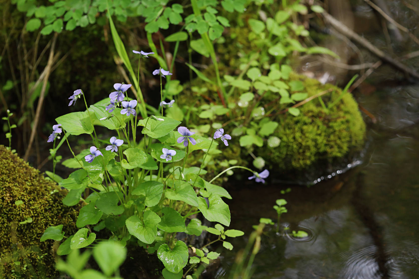 Marsh Blue Violet