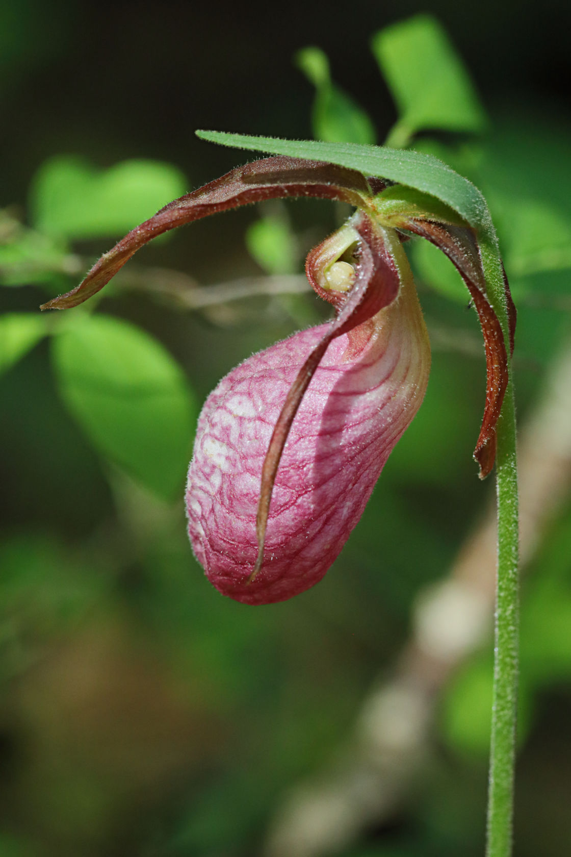 Pink Lady's Slipper