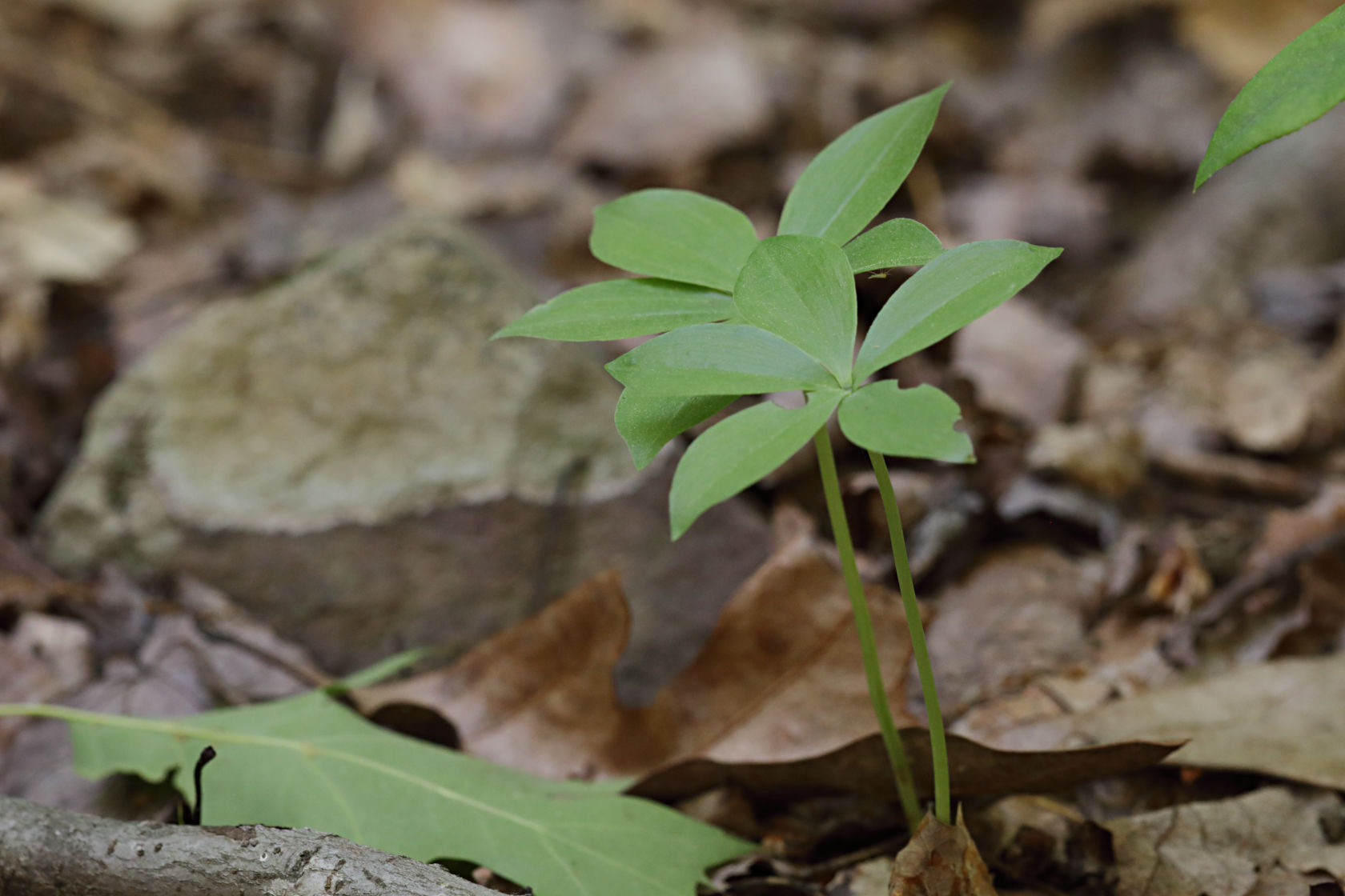 Small Whorled Pogonia