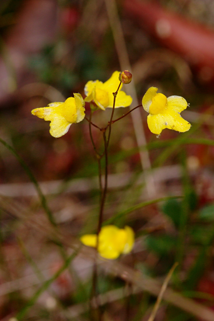 Slender Bladderwort