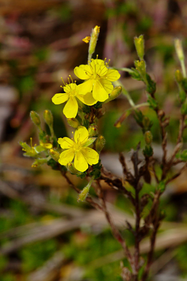 Golden Heather