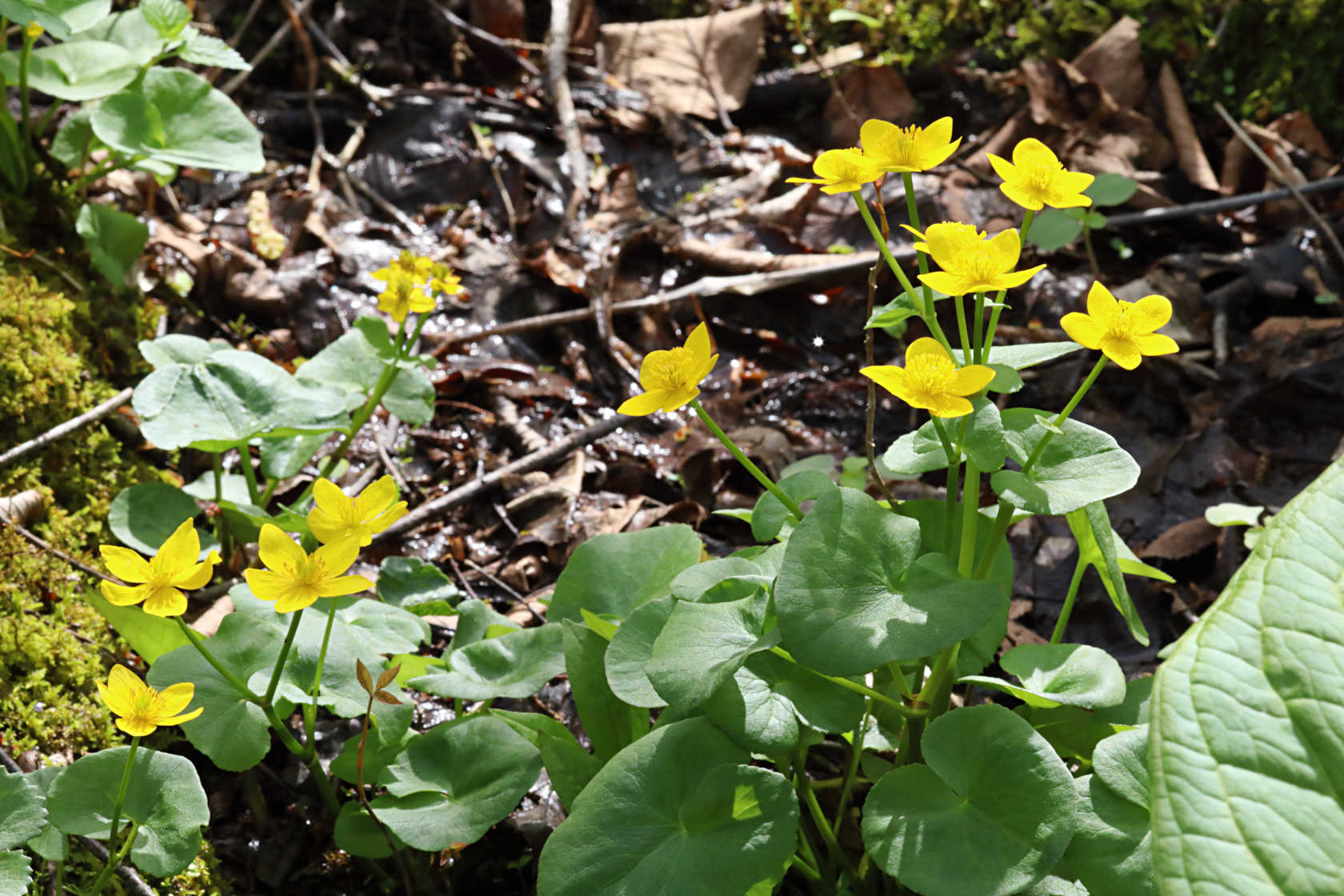 Marsh Marigold