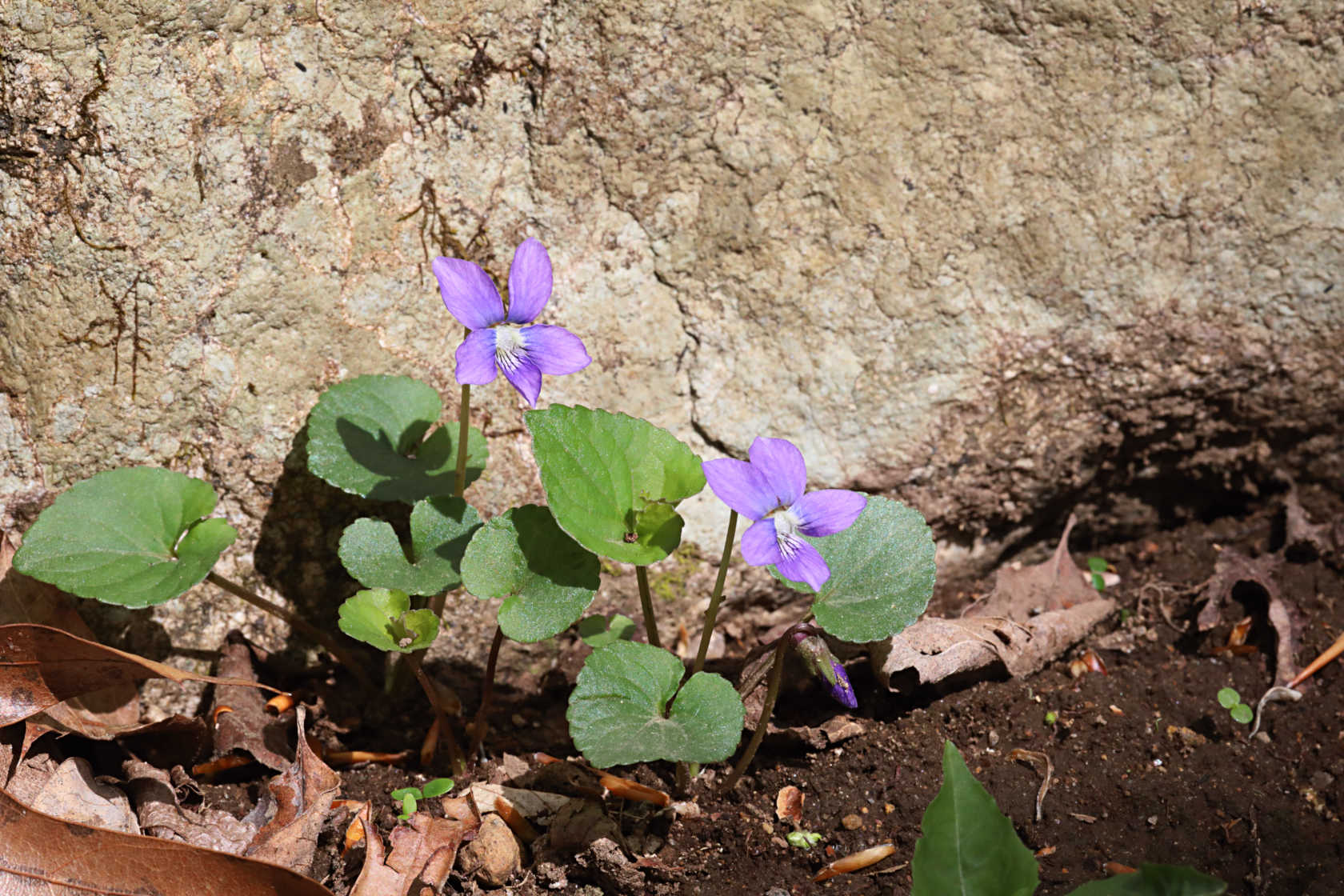 Common Blue Violet