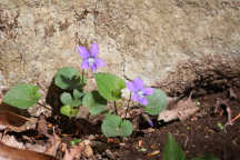 Common Blue Violet