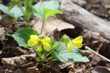 Smooth Yellow Violet