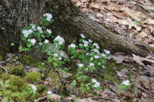 Rue Anemone