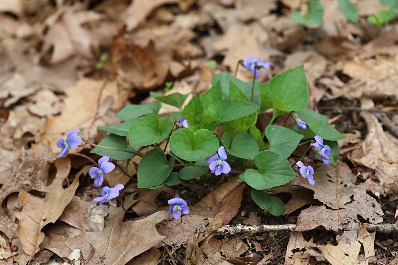 Common Blue Violet