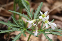 Cut-Leaved Toothwort