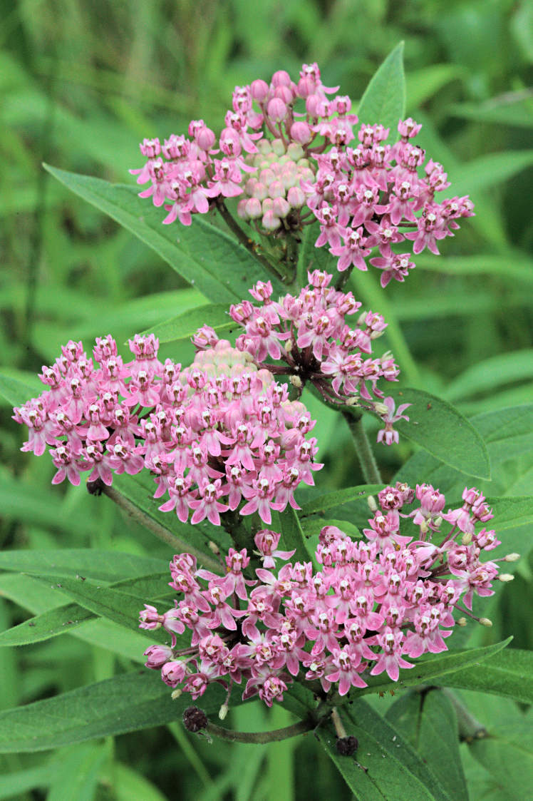 Purple Milkweed