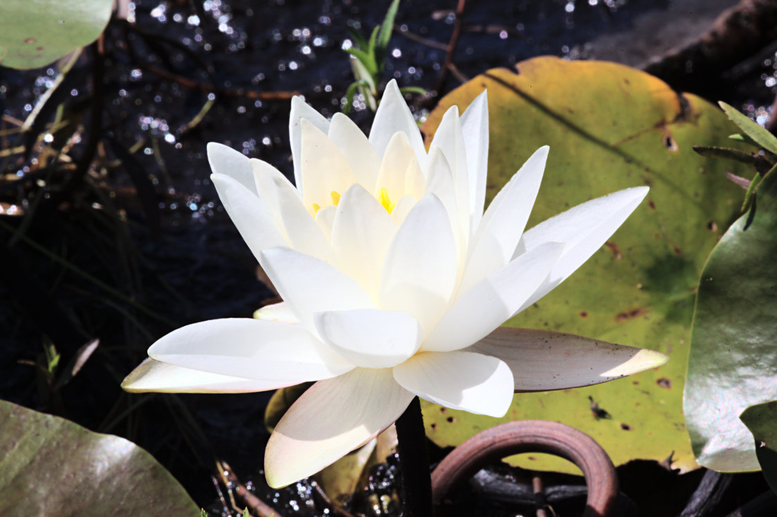 Common Water Lily