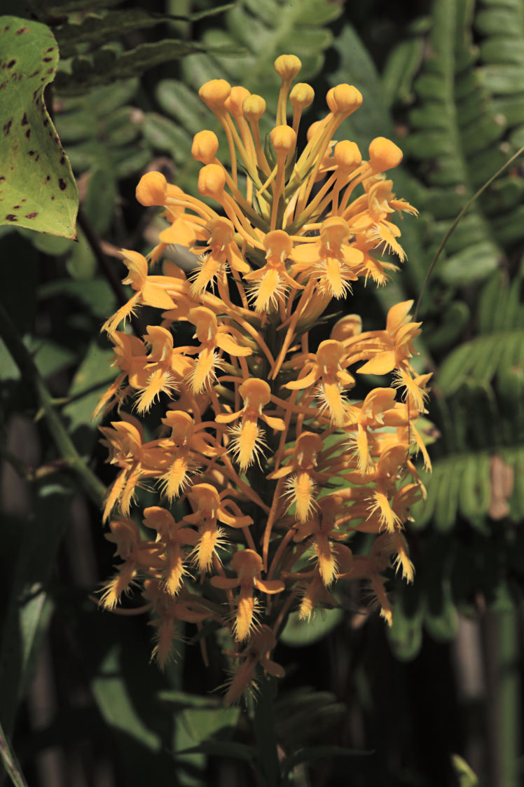 Orange Fringed Orchid