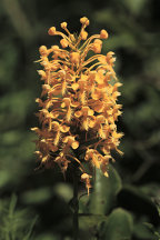 Orange Fringed Orchid