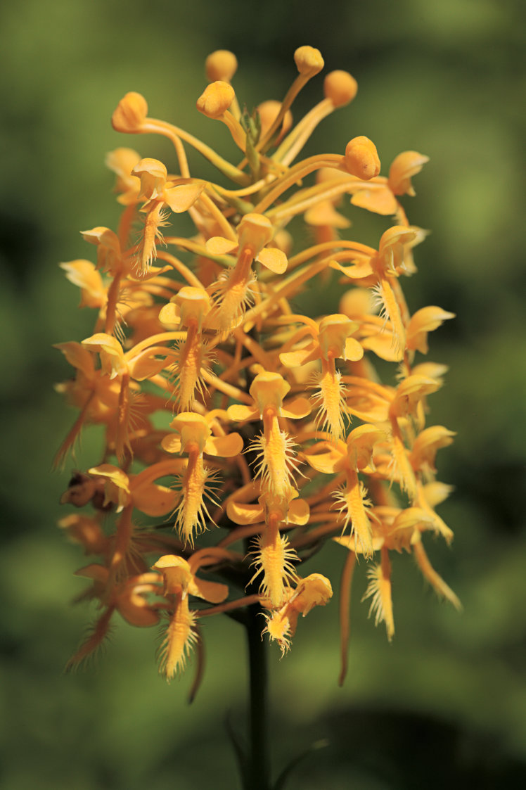 Orange Fringed Orchid