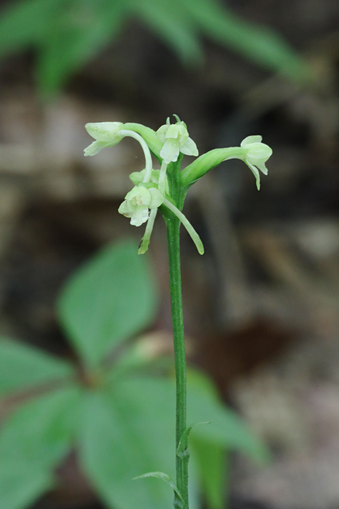 Little Club-Spur Orchid