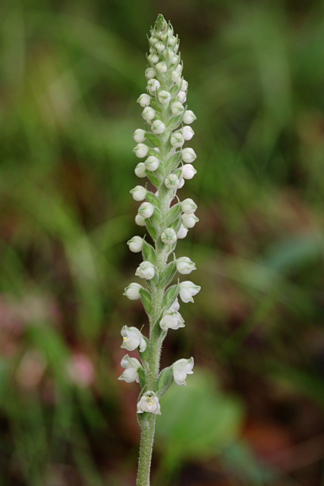 Downy Rattlesnake Plantain