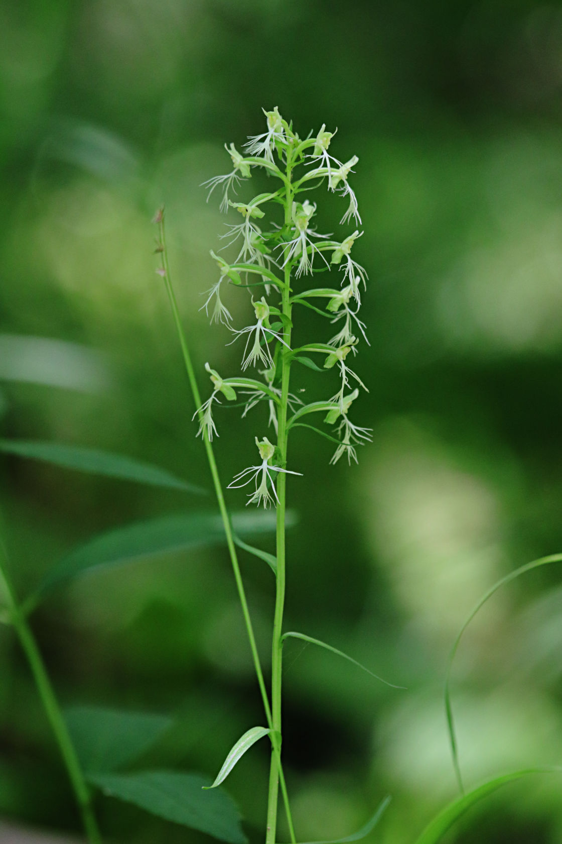 Green Fringed Orchid