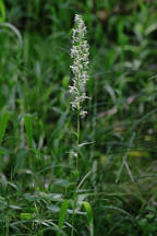 Green Fringed Orchid