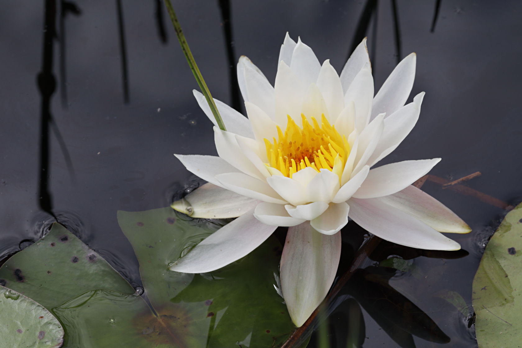 Common Water Lily