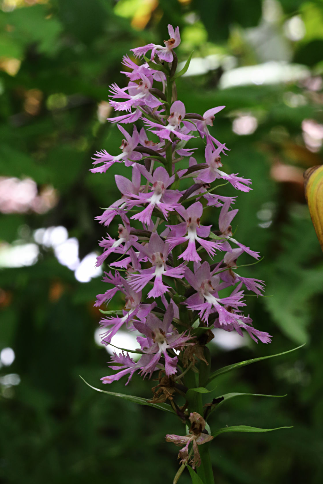 Large Purple Fringed Orchid