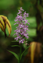 Large Purple Fringed Orchid