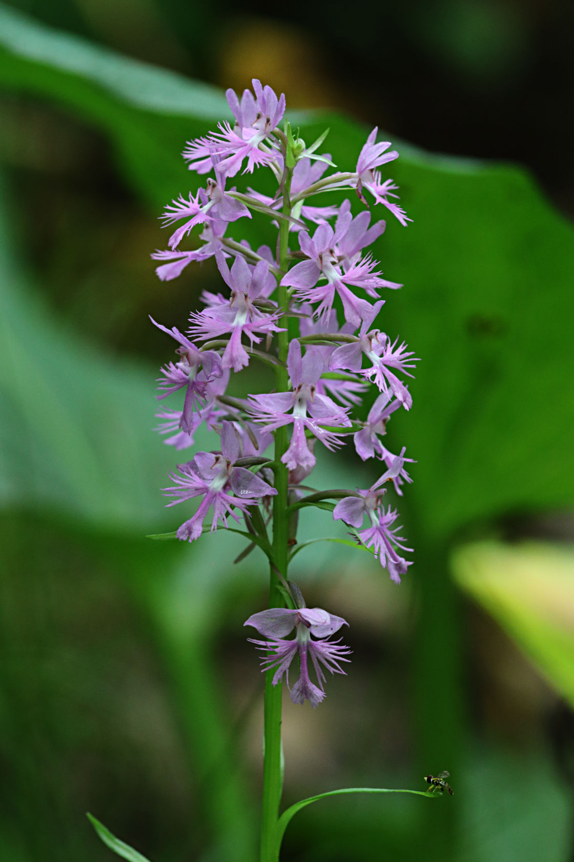 Large Purple Fringed Orchid