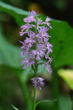 Large Purple Fringed Orchid