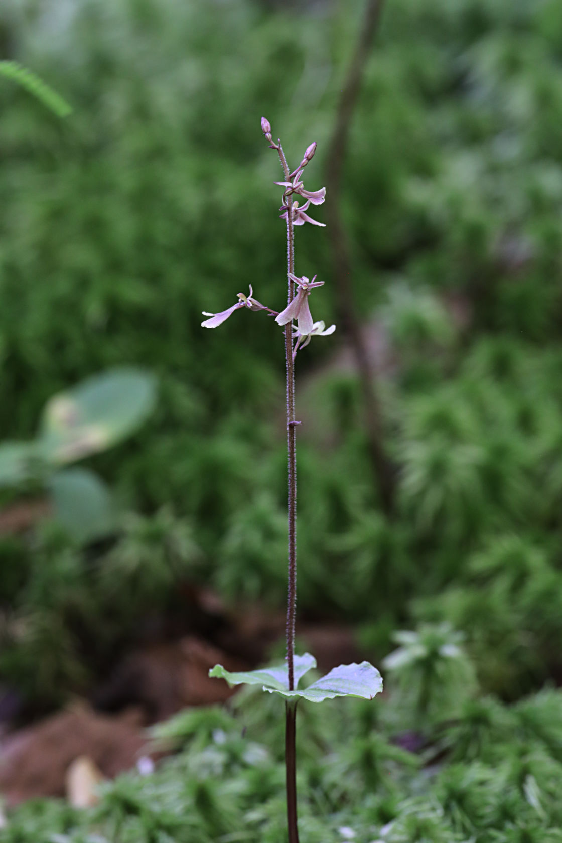 Small's Twayblade